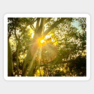 Sun lit tree Sticker